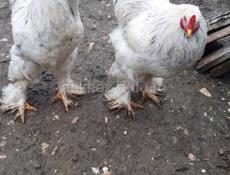 Продаются петухи