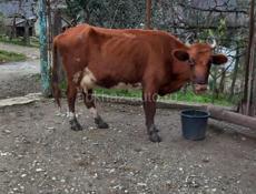 Гулрипшский район 