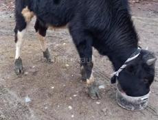 Гулрипшский район 