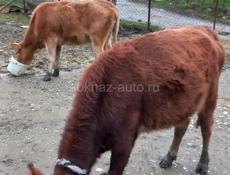 Гулрипшский район 