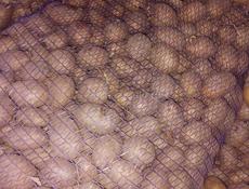 Картошка оптом 