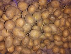 Картошка оптом 