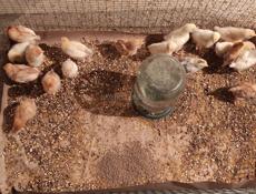Продам цыплят разных пород, им 18 дней 