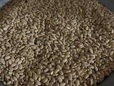 Домашняя фасоль