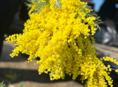 Мимоза 
