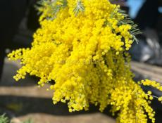 Мимоза 