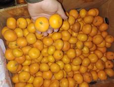 Лимоны