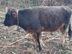 Продам бычка