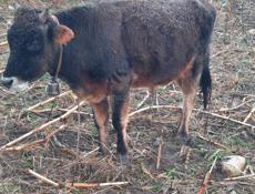 Продам бычка 