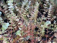 Саженцы Эвкалипта