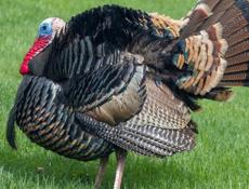 Домашние птицы ,индейка ,куры ,гуси