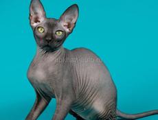 Кошка сфинкс 