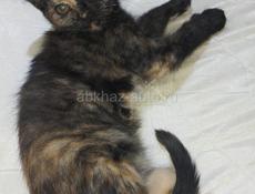 Отдам котят