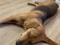 Пропала собака