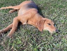 Пропала собака 