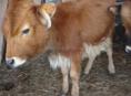 Бычок и телка по 5 месяцев 