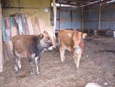 Бычок и телка по 5 месяцев 