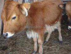 Бычок и телка по 5 месяцев 