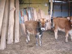 Бычок и телка по 5 месяцев 
