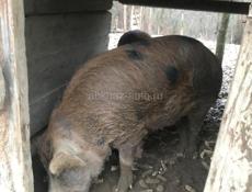 Продам свинью на мясо
