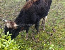 Бычок и 2 коровы