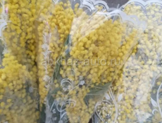 Принимаю мимозу оптом