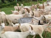 Козы по выбору или оптом 