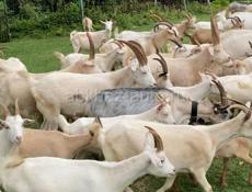 Козы по выбору или оптом 