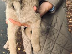 Щенки , будут средние