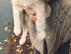 Щенки , будут средние