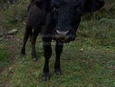 Продаю бычка 70 кг