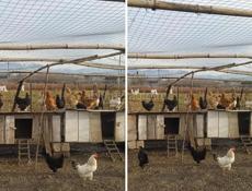 Продаю курей 