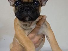 Французский бульдог