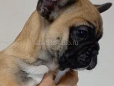 Французский бульдог