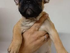 Французский бульдог