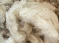 Овечья шерсть натуральная мытая - 9,5 кг 