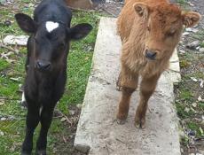 Продаются телята