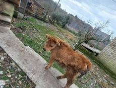 Продаются телята