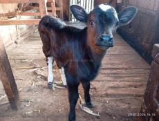 Продаются телята