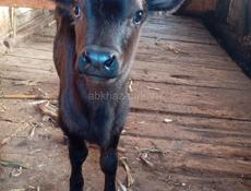 Продаются телята