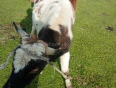 Продаётся бык маладои 120килогра