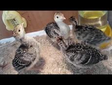 Индюшата бронза северокавказская