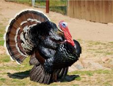 Индюшата бронза северокавказская