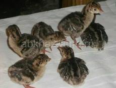 Индюшата бронза северокавказская