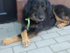 Отдам в добрые руки