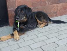 Отдам в добрые руки