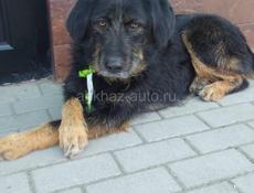 Отдам в добрые руки 