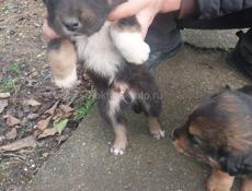 Отдадим в добрые руки !