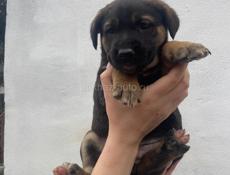 Ищут дом ☺️