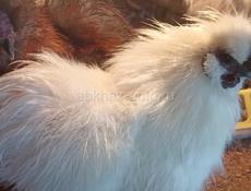 Продажа инкубационного яйца